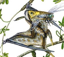 Tiny pterodactyl fossil found