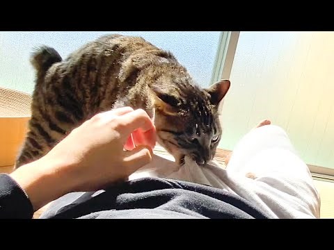 A neutered male cat bites off his owner's crotch and testicles in revenge...