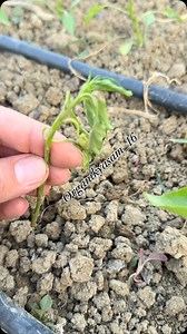 Danaburnu böceğinin kesin çözümü. Ceviz yaprağına sarın ve dikin bu kadar basit. #organikyaşam #organik #organic #danaburnu #bahçe | Organik Yaşam
