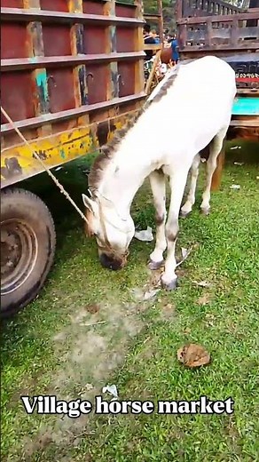 Best Beautiful Horse Breeds in the World 🐎 | Stunning & Elegant Horses