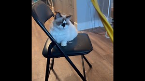 7.1K views · 29 reactions | Little play time instead of sleeping 浪浪 | Albert | Facebook