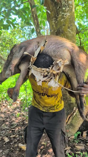 Primitive life, wild pig survival.