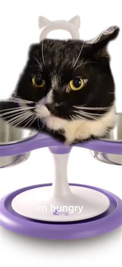 #CapCut #mikeykitten #mikeykitten1 #fyp #fyppppppppppppppppppppppp @mikeythekitten1