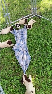 AKC FIELD BRED FLUSHING ENGLISH COCKERS