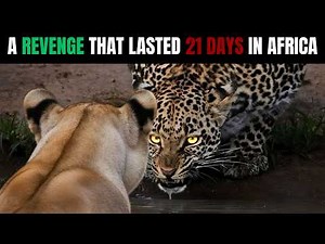 Leopard KILLED Her Only Cub... This Mother HUNTED Him for 21 DAYS Without Stopping