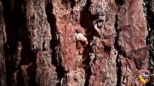 8.7K views · 195 reactions | As wildfires have worsened over the last several years, the need to reduce fire severity and contain erratic wildfire behavior has become even more necessary. One of the fuels management/reduction tools utilized by CAL FIRE to help reduce the spread of destructive wildfires are fuel breaks. If a wildfire strikes, these fuel breaks are vital in slowing wildfire spread and helping firefighters suppression efforts. Learn more at fire.ca.gov | CAL FIRE | Facebook