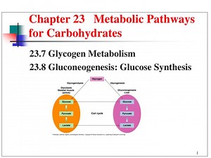 Chapter 23 Metabolic Pathways for Carbohydrates - SlideServe