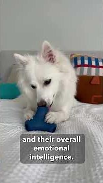 Are Cats Smarter Than Dogs?