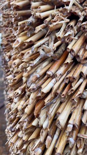 Relaxing Rain Sounds on Thatch Roof | Waterproof ASMR
