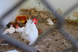 La fiente de poules, un « trésor » et un des meilleurs engrais naturels pour le jardin potager