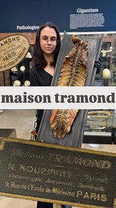 Maison Tramond Spine Model (c. 19th Century) On display now is one of the rarest and most historically significant pieces ever unveiled at The Bone Museum—an original 19th-century Maison Tramond spine model. Revered by collectors and institutions alike, Maison Tramond was one of the most prestigious medical model makers in Europe, known for producing detailed anatomical teaching aids for surgeons and medical schools. This exceptional specimen contains a real human spine and skull embedded within