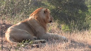 Young male lion profile side view laying down on dirt slope, blurred background