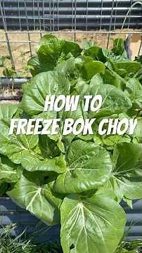 No Blanching needed! Let’s freeze some Bok Choy🥬 #bokchoy #asiangreens #freezing #shortsviral #vego