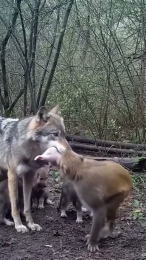 WOLF Snatches Baby Pig — But Watch What the Monkey Does Next… (Unbelievable Ending!) #animals