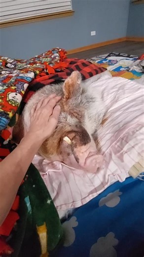Piggy on Instagram: "Welcome to the Belly Rub Club 🌎 🐽 #juliana #julianapig #laifugvip #happy #happylife #adoptdontshop #snout #chooselove #veganfortheanimals #beautiful #bekind #bellyrubs #friendsnotfood #friends #goodmorningworld #goodmorning #minipigsofinstagram #love #pigstagram #instagood #instareels #instatrending #instagram #trending #trendingreels #reels #rescue"