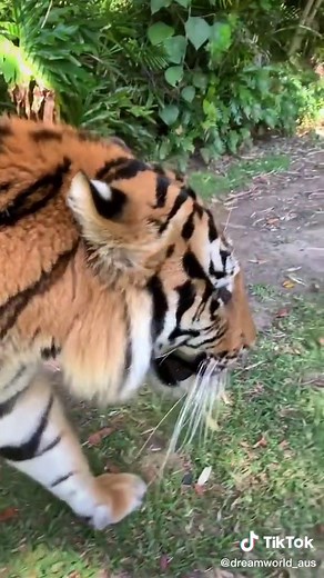 Tiger Chuffing at Dreamworld Animal Park