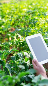 Precision Farming: What is it? Tech continues changing how farmers raise animals and grow crops. Precision agriculture (a.k.a. precision ag, precision farming) uses different technology tools along with data collection and interpretation to make farming more efficient and effective. Today’s precision farming technologies are both large and diverse in number. From satellite-guided tractors and autonomous robots to drones and soil-analyzing field sensors, each is designed to help farmers and ranch