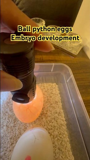 Inside the Egg: Ball Python's Amazing Journey