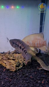 8.9K views · 211 reactions | New tank set up kaya busy ka-hobby  | AquaFranz | Facebook