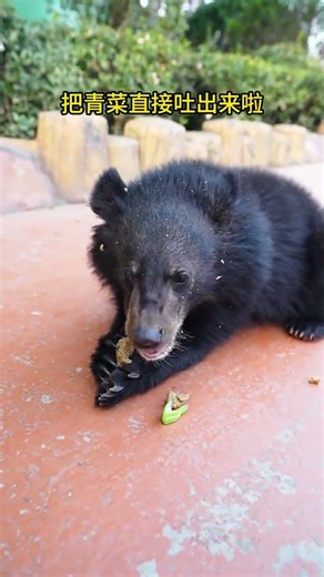 Transforming Green Vegetables: Bean Roll Magic