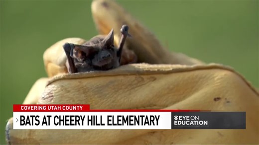 Cherry Hill Elementary moves to remote learning while crews remove bats from building