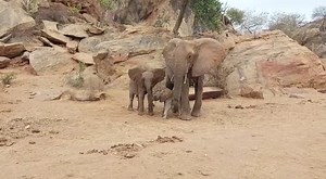 818K views · 10K reactions | Have you ‘herd’ the news? Naserian is...