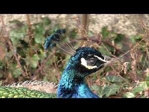 Indian Peafowl (Pavo cristatus) Peacock, Common Peafowl or the Blue Peafowl / Blauer Pfauenhahn [1]