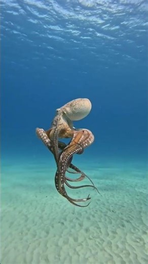 Why Octopus Has 9 Brains? The Truth Explained