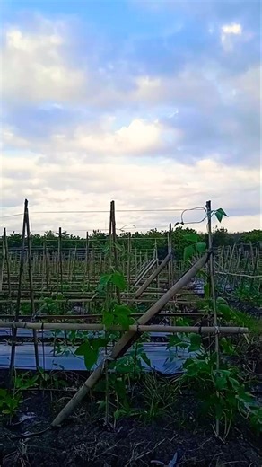 Yardlong Bean Growth Time-Lapse | Moving Clouds