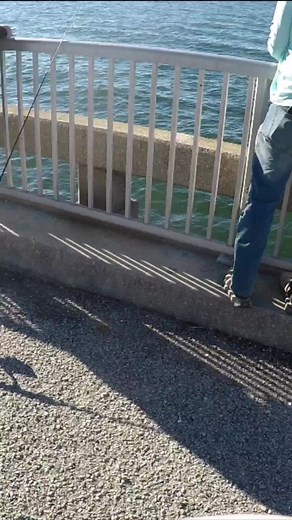 #reels #fishing #pierfishing #saltwaterfishing | Beaufort SC Fishing