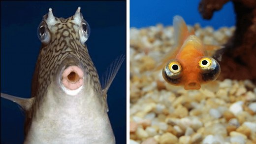 35 Funny Fish Pictures That’ll Have You Bubbling with Laughter