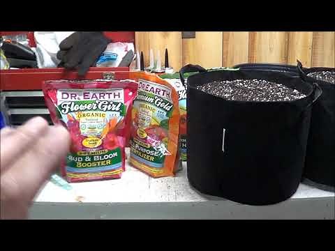 How To Grow Autoflowers With Dr. Earth