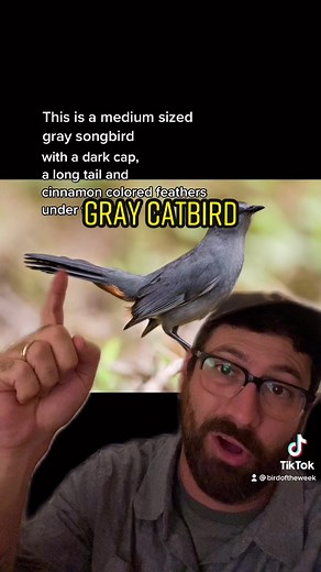 Gray Catbird: Bird of the Week