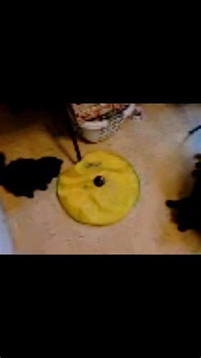 ❤️ Mama Kitty aka Eclipse ❤️ May she forever rest in peace. I couldn't find the video I made originally, but I recreated it to the best I could remember and added some more to it. I hope you guys can continue to look at this and remember her dearly. 🫶 | Anthony Rios