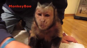 91K views · 6.8K reactions | Capuchin MonkeyBoo LOVES to forage for his PepperRidge Farm Goldfish! Boo is a smart monkey! Pepperidge Farm #monkeyboocrew | MonkeyBoo | Facebook