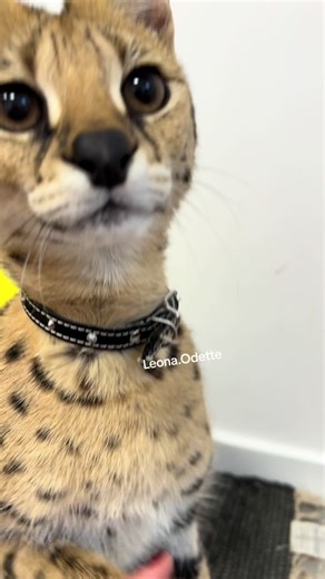 Strange Sounds with Leona.Odette the Cat - Serval Sogga Hissing