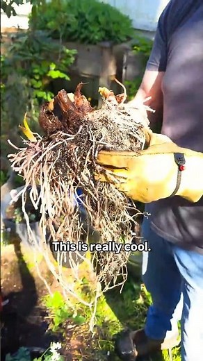 Divide Elephant Ear Bulbs: Easy DIY Tutorial!