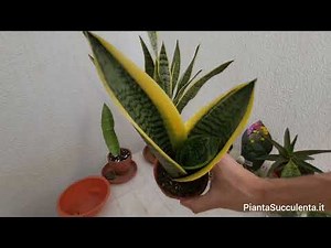 Come riprodurre la SANSEVERIA: il metodo più semplice