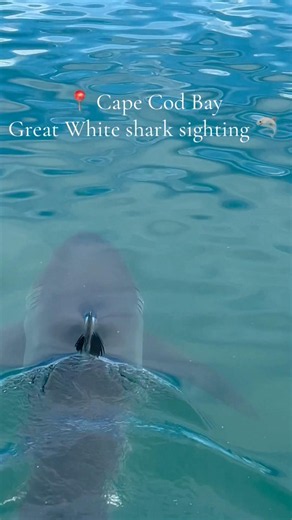 Great White Shark sighting 🦈 Cape Cod #greatwhiteshark #sharksighting #capecod #massachusetts #mass