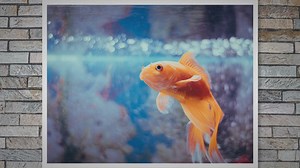 The African Pike Characin: A Fascinating Aquatic Predator