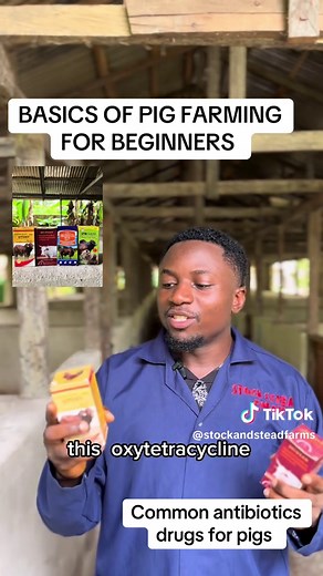 Common Antibiotics for Pig Health and Farming