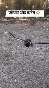 50K views · 218 reactions | Cobra vs krait  #viralreels #fbreels #sarpmitraneerajprajapat #reelsvideo #raresnake #alvino #whitesnake #RareSpecies | Sarpmitra Neeraj Prajapati | Facebook