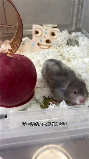 The Enigma of the Rat Master: Is He Ill