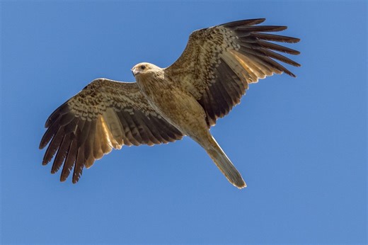 "It dies, roasted alive" – Meet nature’s 10 strangest killers that weaponise fire, wind and heat to kill | Discover Wildlife