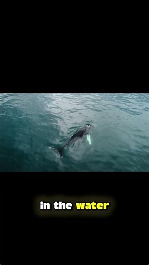 THE ONLY ANIMAL SHARKS FEAR 🦈🚫 #shortsvideo