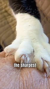 Trimming Cats' Claw! #Cat #reels #fblifestyle | MisfitDog