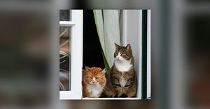 There’s a 'Cat Tour' Happening in Halifax Next Month! - Virgin Radio Halifax