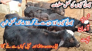 167K views · 8.9K reactions | Small Katti Farming Tips 2021 | Complete information small Katti Farming|Business talks official | Business talks official | Facebook