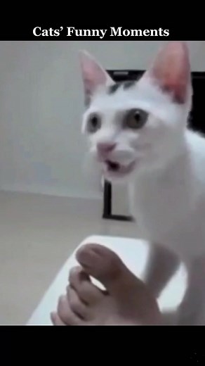 Hilarious Cat Reactions: Pretend Dead and Shocked Expressions