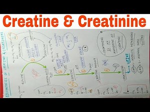 Biosyntesis of Creatine and Creatinine